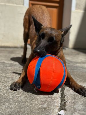 Ballon - Kick Fetch - Chuckit!
