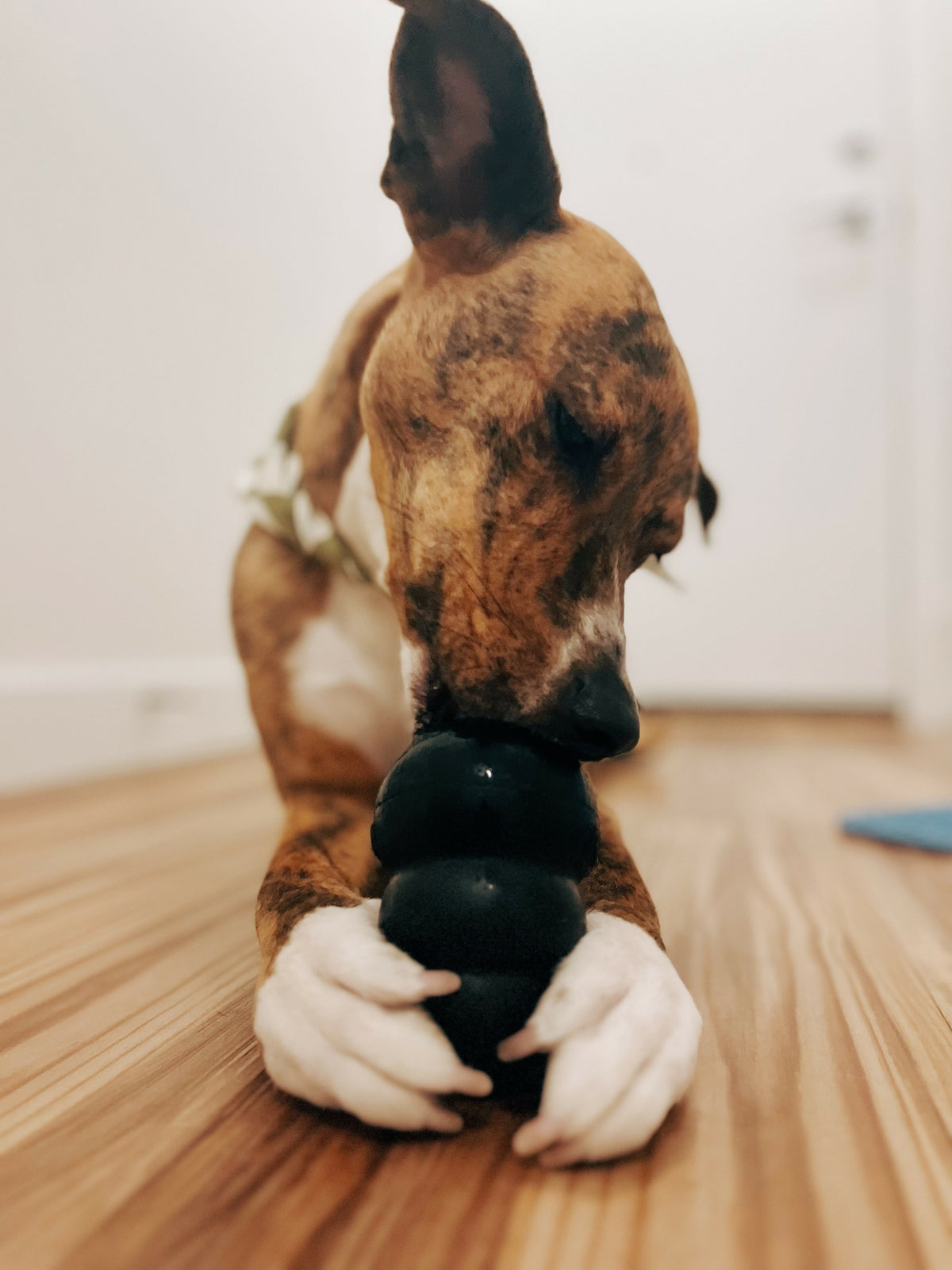 KONG® Extreme