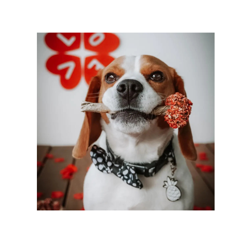St Valentin 💝 - Sucette pour chien